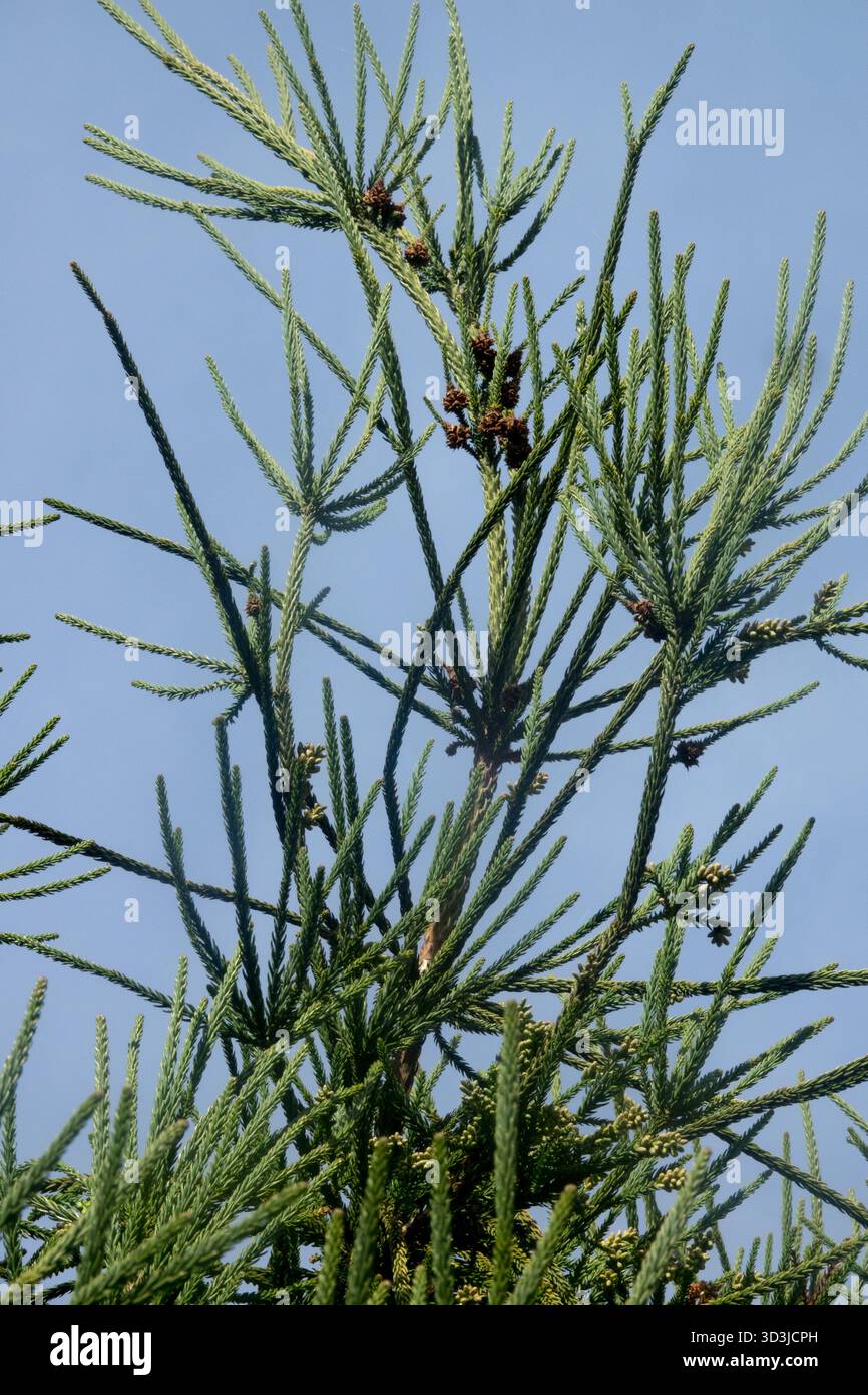Cryptomeria japonica Sennin–sugi, rami di cedro giapponese Foto Stock
