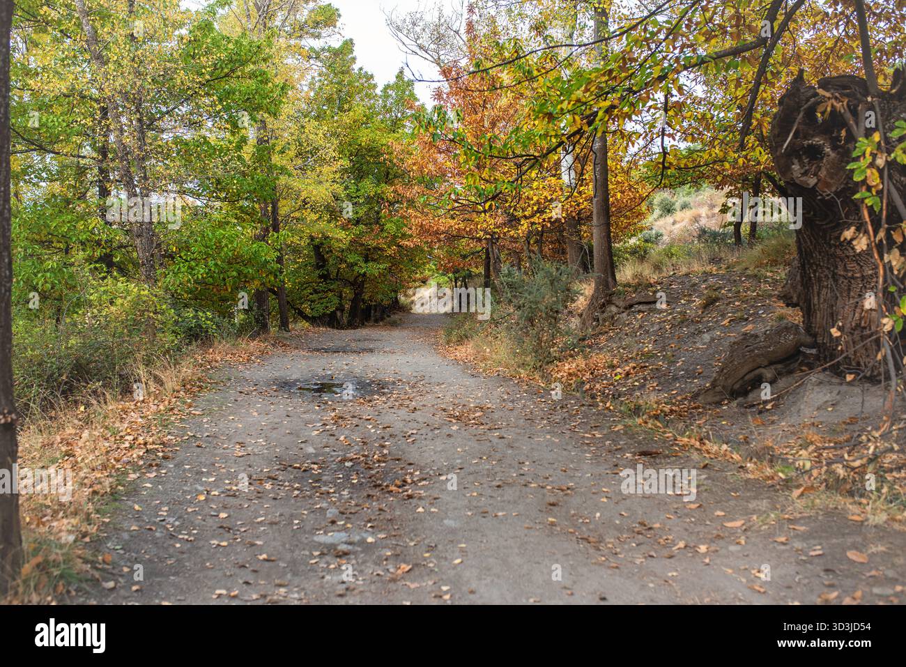 Il sentiero sterrato si snoda tra lussureggianti alberi autunnali, mostrando un ricco arazzo di foglie colorate, creando un'atmosfera tranquilla per le attività all'aperto e. Foto Stock