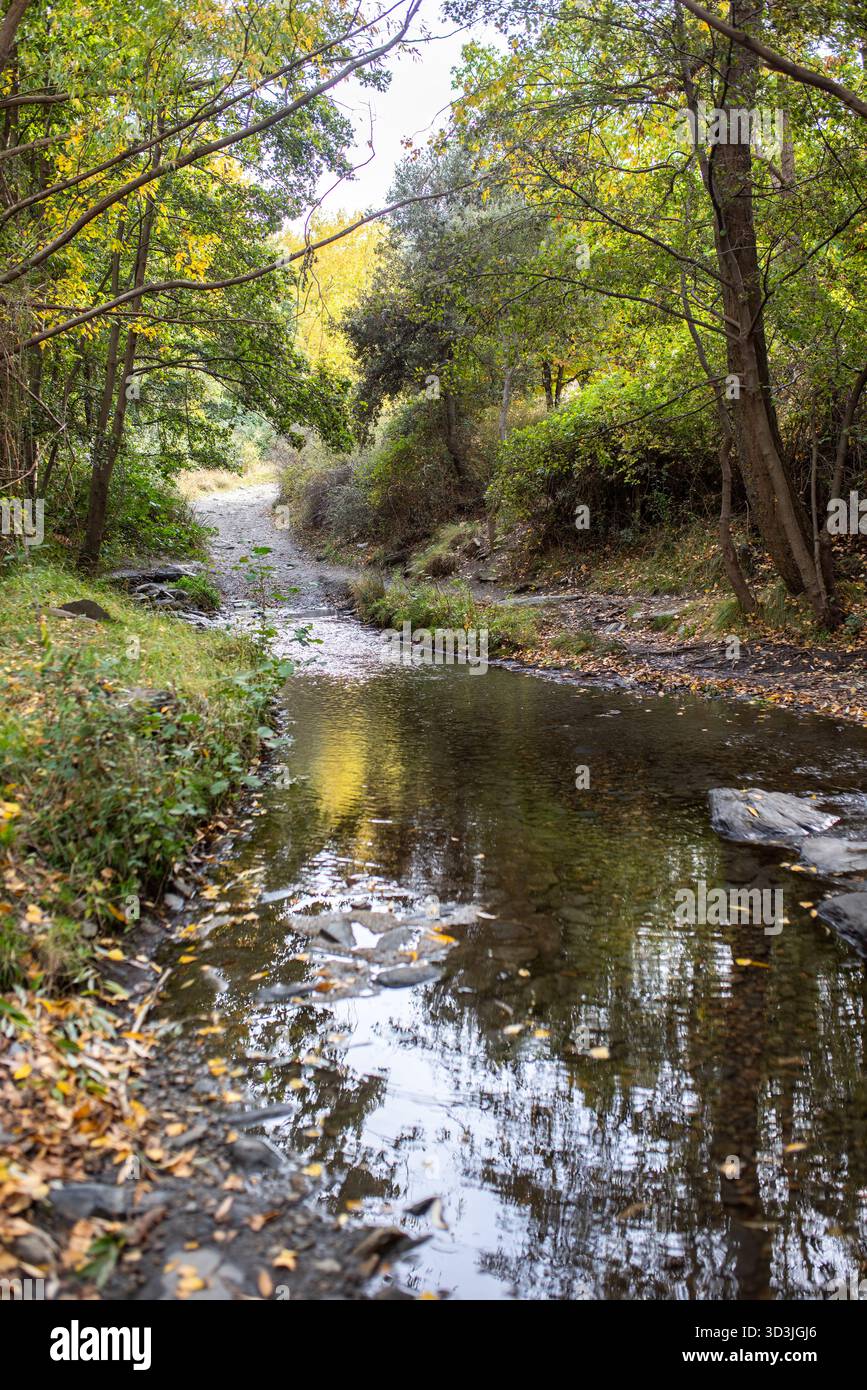 Il tranquillo ruscello scorre attraverso un'area boschiva, con alberi verdi vibranti e foglie autunnali che creano un'atmosfera serena, mettendo in mostra la bellezza del natur Foto Stock