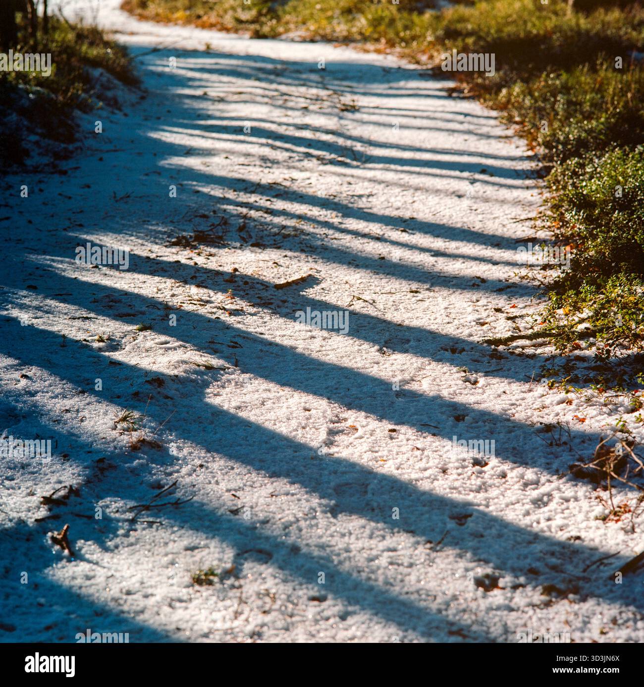 Strada innevata nella foresta e ombre di alberi Foto Stock