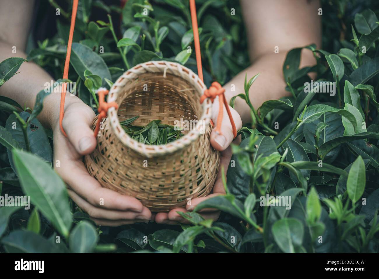 Un colpo orizzontale di una lavoratrice femminile che tiene un piccolo cesto di vimini con le foglie di tè raccolte Foto Stock