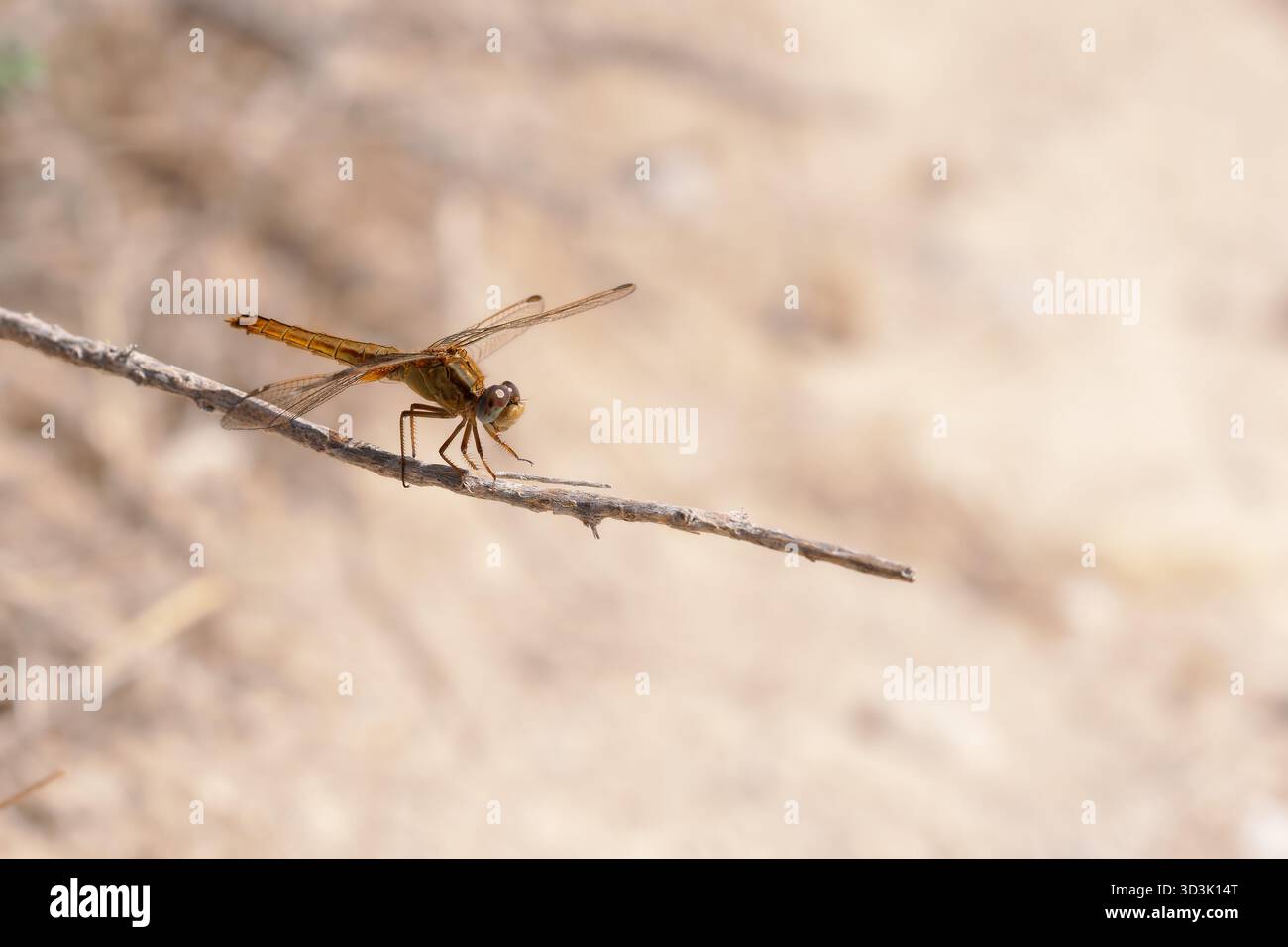 Femmina Scarlet libellula (Crocothemis erythraea) seduta su un ramoscello nella Camargue, Francia. Foto Stock