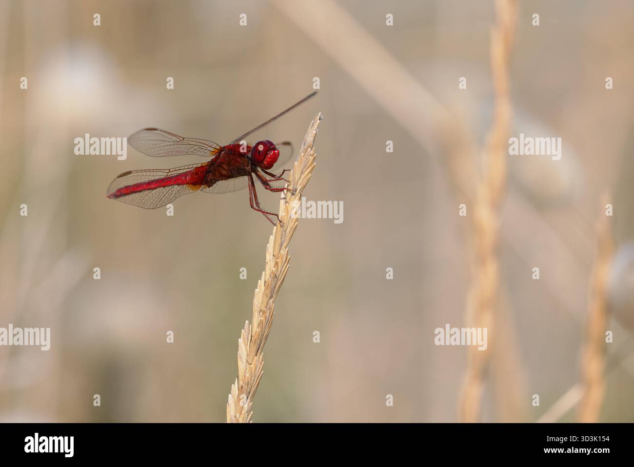 Maschio Scarlet dragonfly (Crocothemis erythraea) seduto su un ramoscello nella Camargue, Francia. Foto Stock