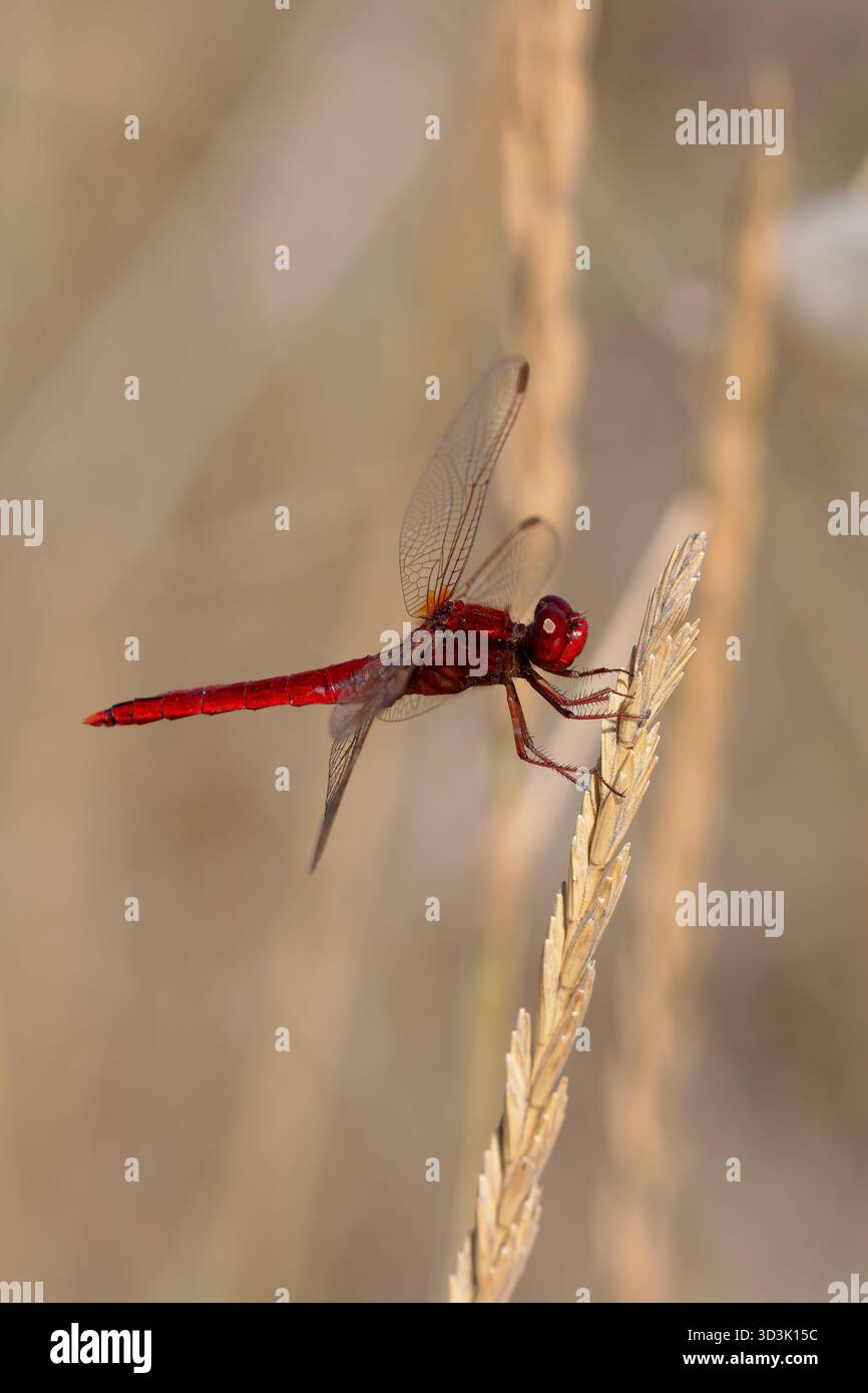Maschio Scarlet dragonfly (Crocothemis erythraea) seduto su un ramoscello nella Camargue, Francia. Foto Stock