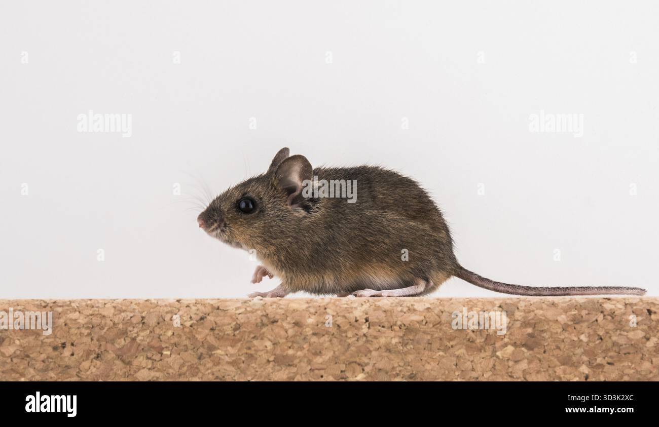 Vista laterale di un mouse di legno, Apodemus sylvaticus, seduto su un tappo di sughero in mattoni e con sfondo chiaro e visibile di coda Foto Stock