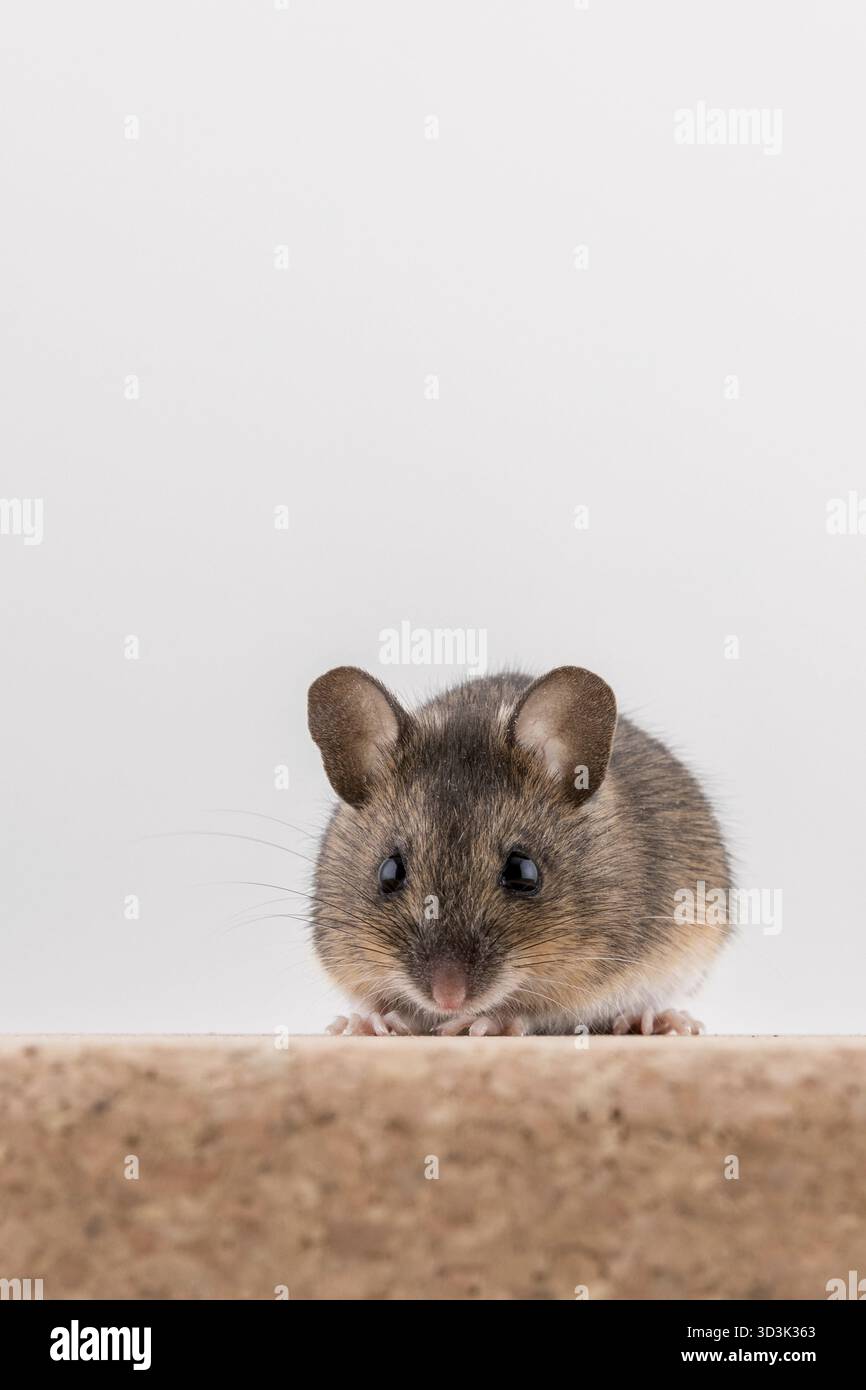 Vista frontale di un mouse di legno, Apodemus sylvaticus, seduto su un tappo di sughero in mattoni e con sfondo luminoso, cercando nella fotocamera con grandi occhi Foto Stock