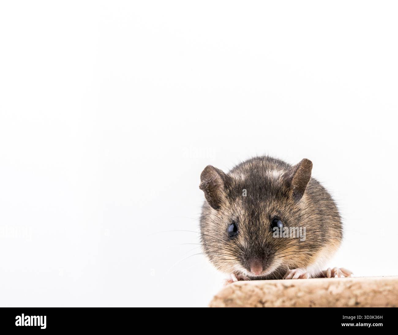 Vista frontale di un mouse di legno, Apodemus sylvaticus, seduto su un tappo di sughero in mattoni e con sfondo luminoso, cercando nella fotocamera con grandi occhi Foto Stock