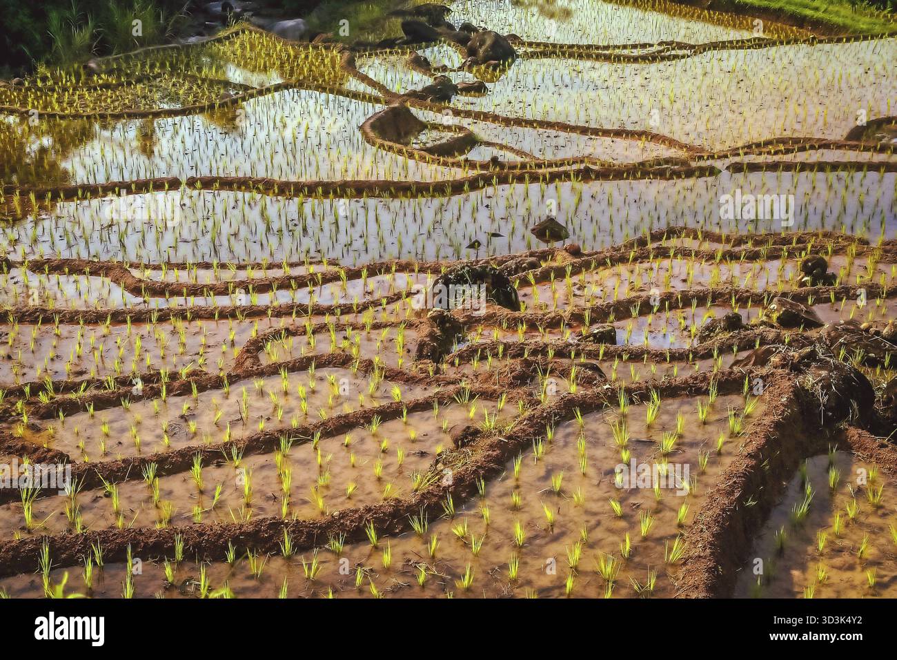 Verde di campi di riso terrazzati su Sumatra Indonesia Foto Stock