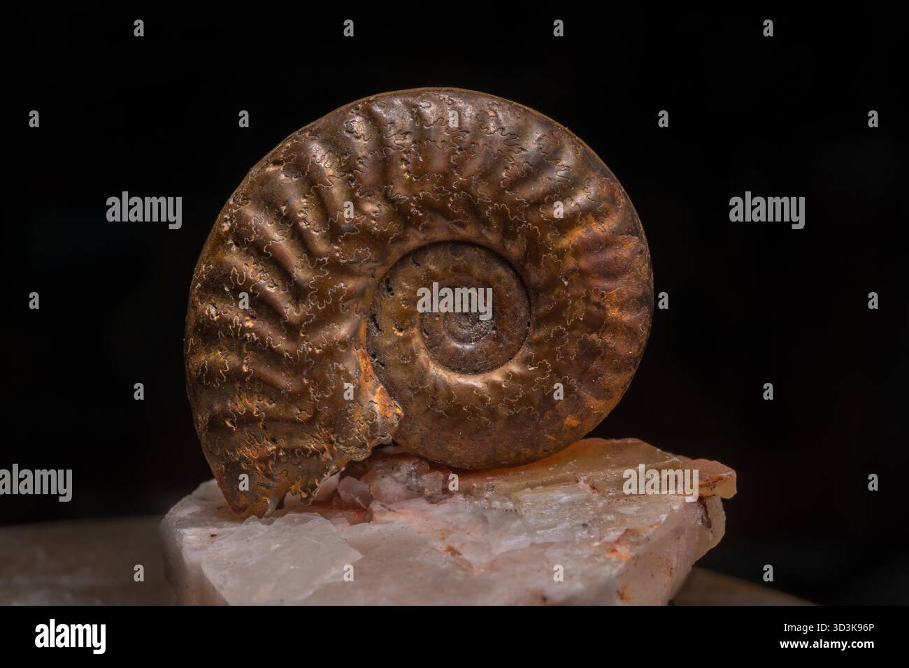 Il fossile di ammonite è presente sulla roccia. I dettagli della spirale rivelano milioni di anni di evoluzione. L'ambra riflette i lampi di luce. Doubs, Francia, Europa. Foto Stock