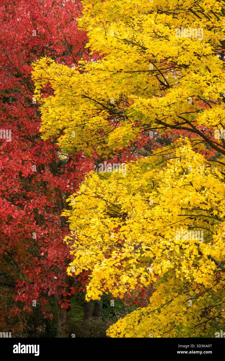 Aceri di colore giallo-rosso autunnale Foto Stock