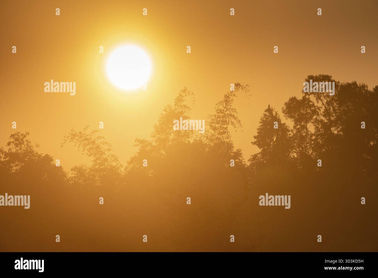 Gli alberi sagomati contro un'alba illuminata gettano una calda tonalità arancione sul paesaggio di Netrokona, Bangladesh Foto Stock