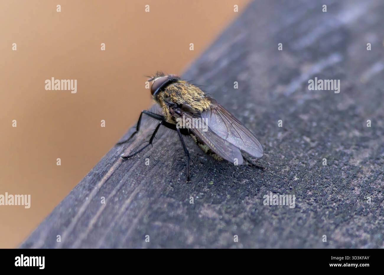 Una mosca marrone e nera è seduta su una superficie di legno. La mosca è piccola e ha un corpo marrone e nero Foto Stock
