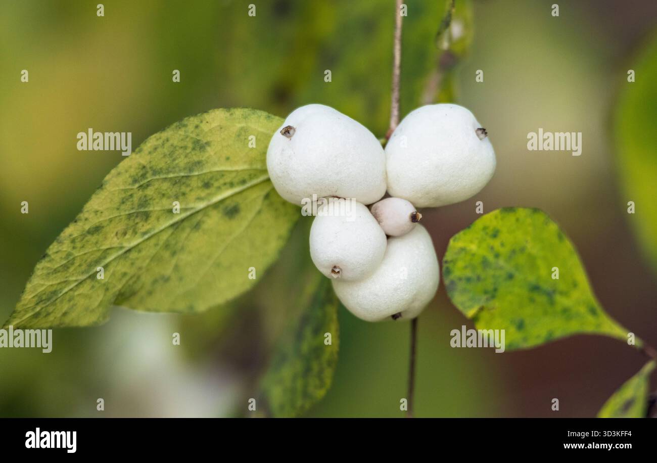 Un gruppo di bacche bianche su una foglia. La foglia è verde e presenta alcune macchie Foto Stock