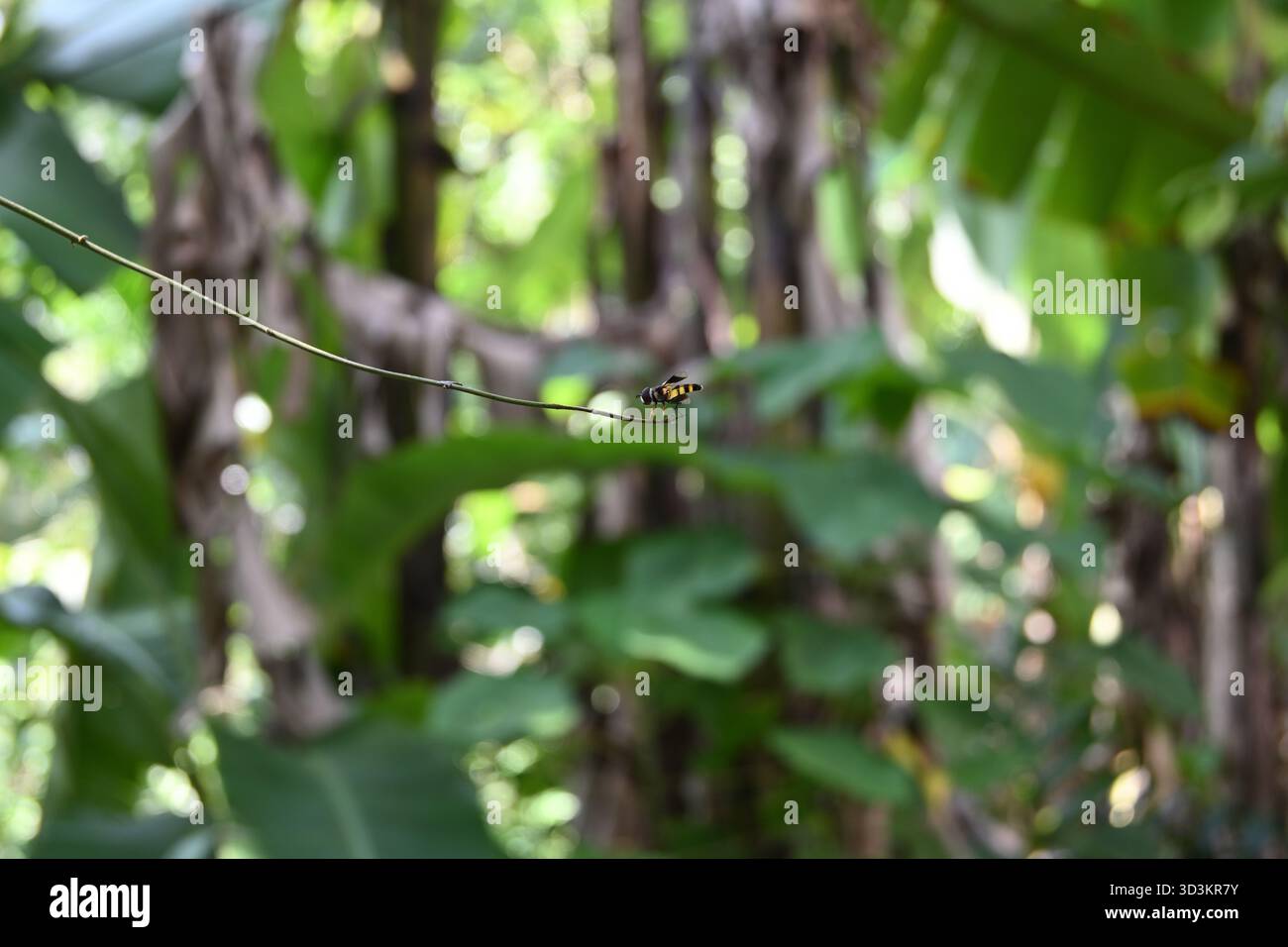 Una piccola Hoverfly di colore giallo con gli occhi rossi si trova su una punta sottile di ramoscello che non ha foglie Foto Stock