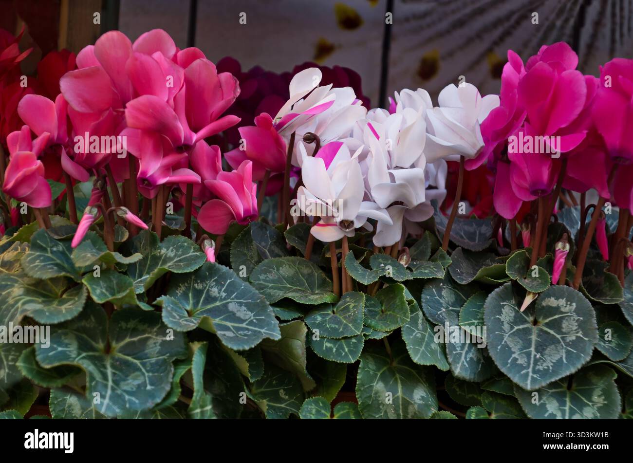 Una serie di ciclamini in fiore splendidamente con fiori bianchi, rossi, rosa e foglie verdi, che decorano il salotto di casa, Sofia, Bulgaria Foto Stock
