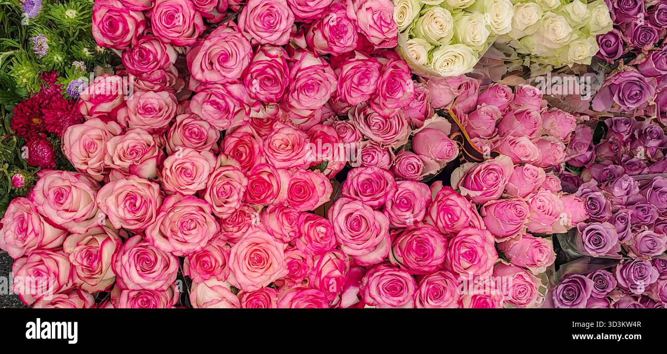 La disposizione colorata delle rose presenta tonalità e texture vivaci, creando un'immagine straordinaria per il design floreale e l'ispirazione decorativa. - Immagine stock catturata con smartphone