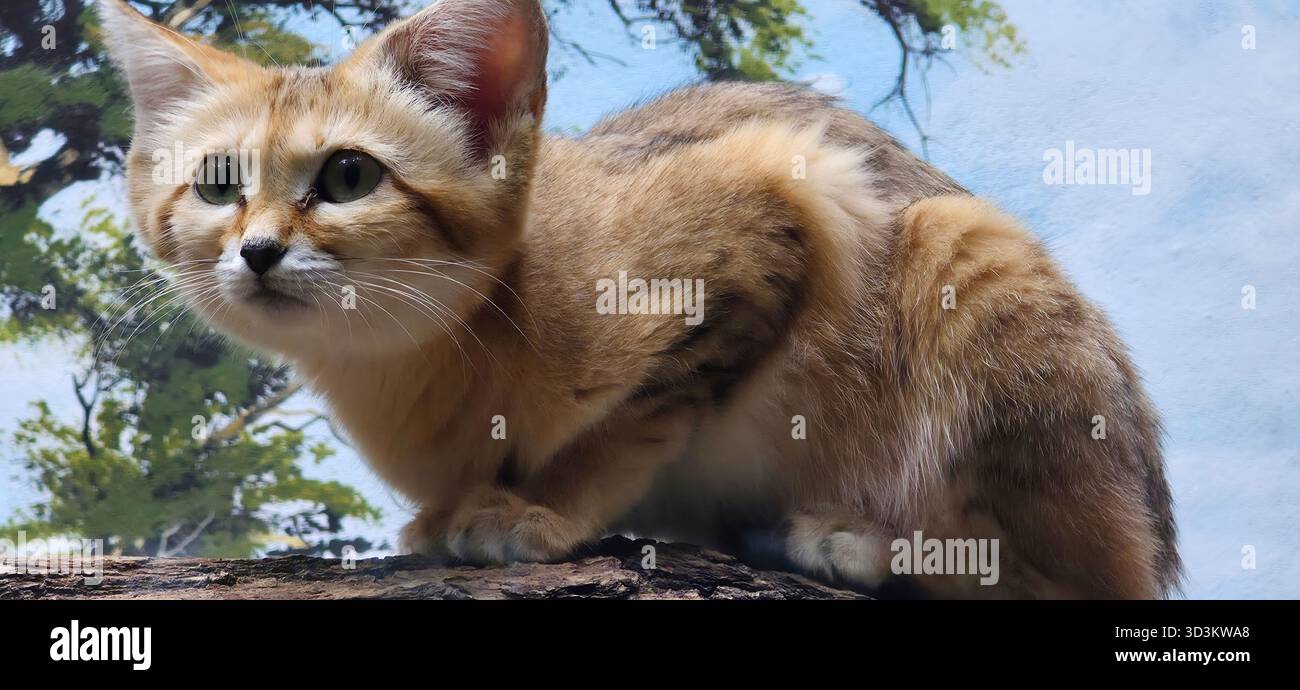 felis margarita harrisoni.sabbia cat. Giocoso felino selvatico sta esplorando il suo habitat naturale con un vivace scenario di sfondo - Immagine stock catturata con smartphone