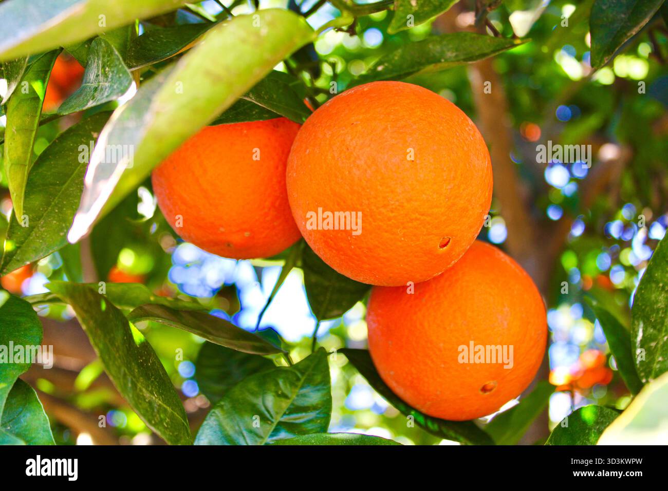 Arance fresche su un albero con foglie alla luce del sole. Vivace scena di agrumi naturali da un frutteto mediterraneo. Foto Stock