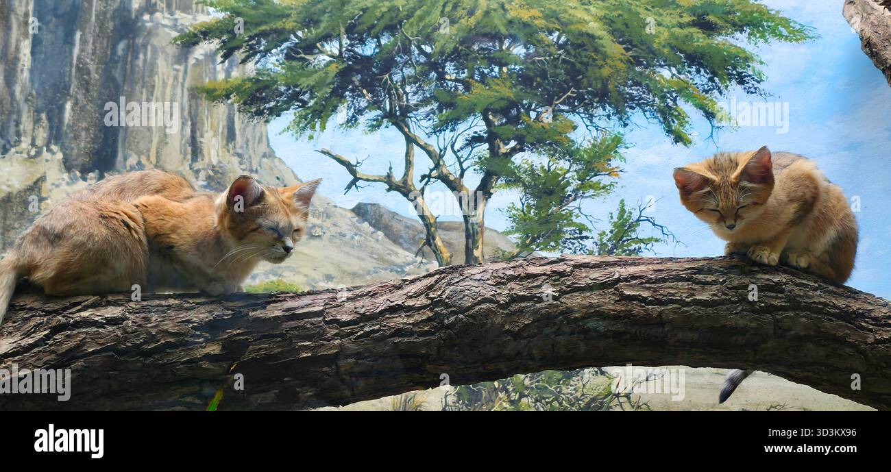 felis margarita harrisoni.sabbia cat. Due piccoli gatti selvatici sono seduti su un ramo circondato da vegetazione lussureggiante e paesaggi naturali - Immagine stock catturata con smartphone