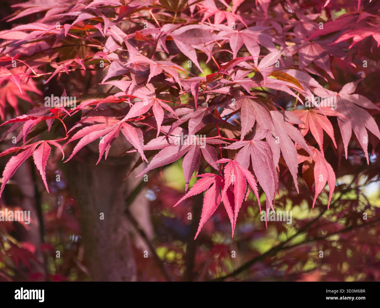 Acero giapponese o foglie di acer palmatum rosso sull'albero in un ambiente naturale all'aperto Foto Stock