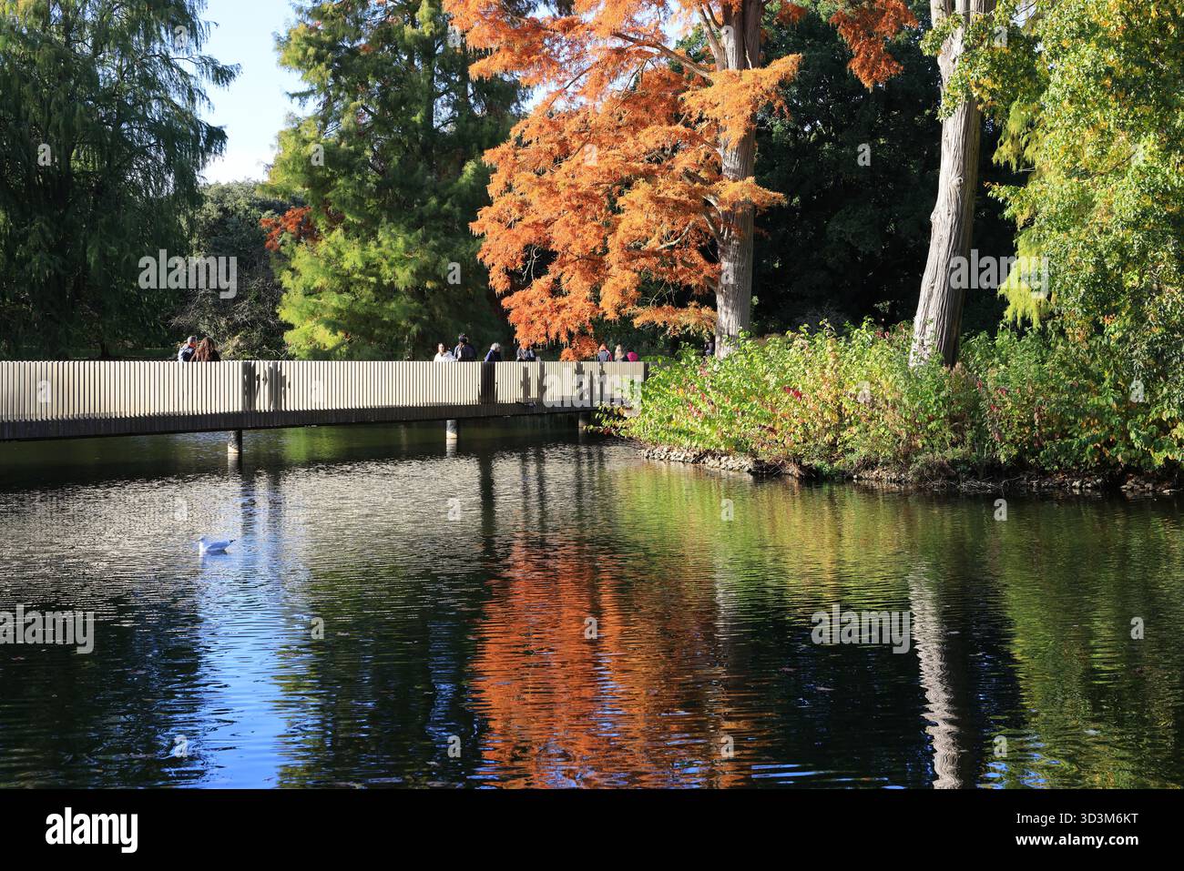 Colori autunnali sul ponte del lago ai Kew Botanic Gardens, nel sud-ovest di Londra, Regno Unito. Foto Stock