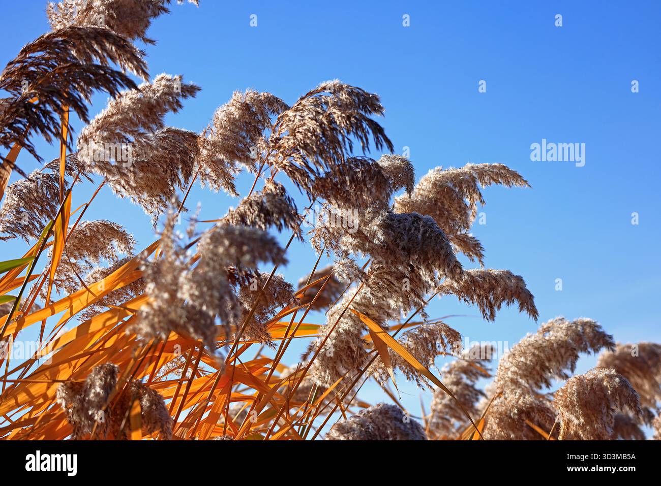 Le canne marrone chiaro sul bordo dello stagno brillano al sole autunnale contro il cielo blu Foto Stock