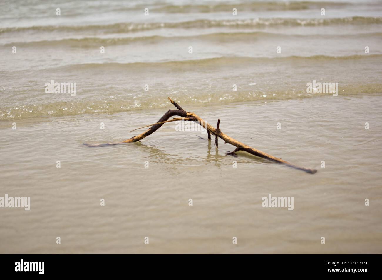 La palude posta intemprata giace parzialmente sommersa in acque calme poco profonde vicino alla costa, evidenziando le consistenze naturali della costa sotto un cielo nuvoloso. Foto Stock
