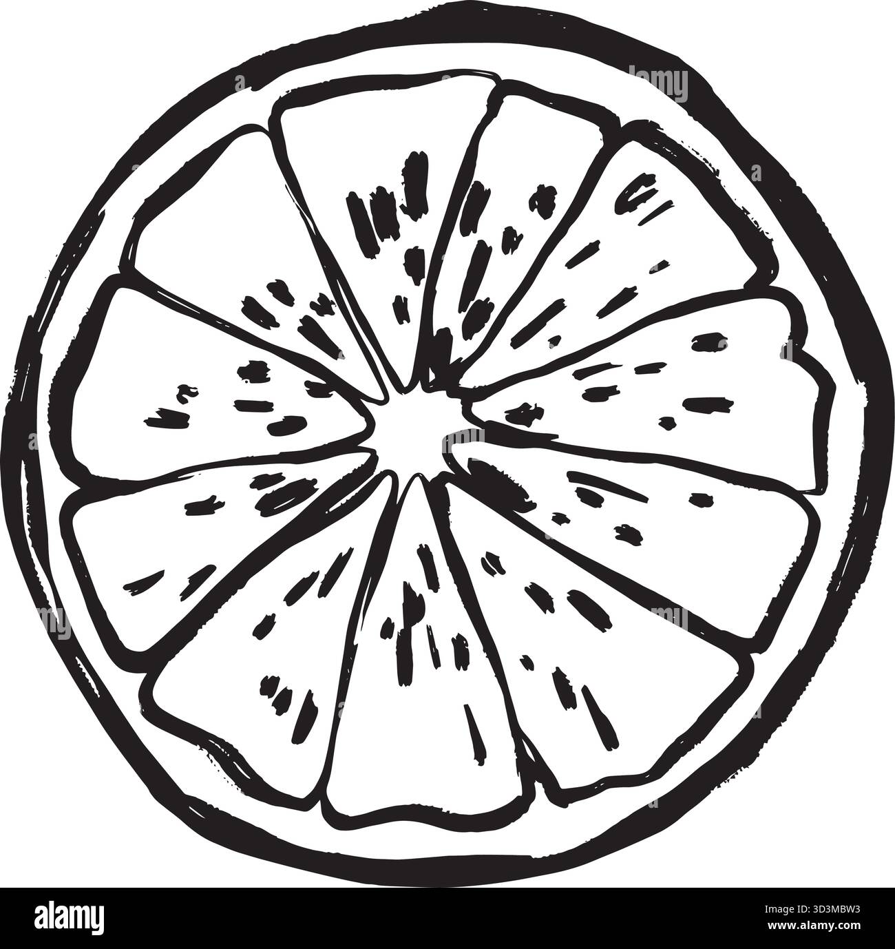 Sezione trasversale di agrumi retrò grafica di etichette disegnata a mano per imballaggi vintage, layout editoriali, branding e poster dei caffè. Illustrazione vettoriale in bianco e nero disegnata a mano in stile line art. Illustrazione Vettoriale