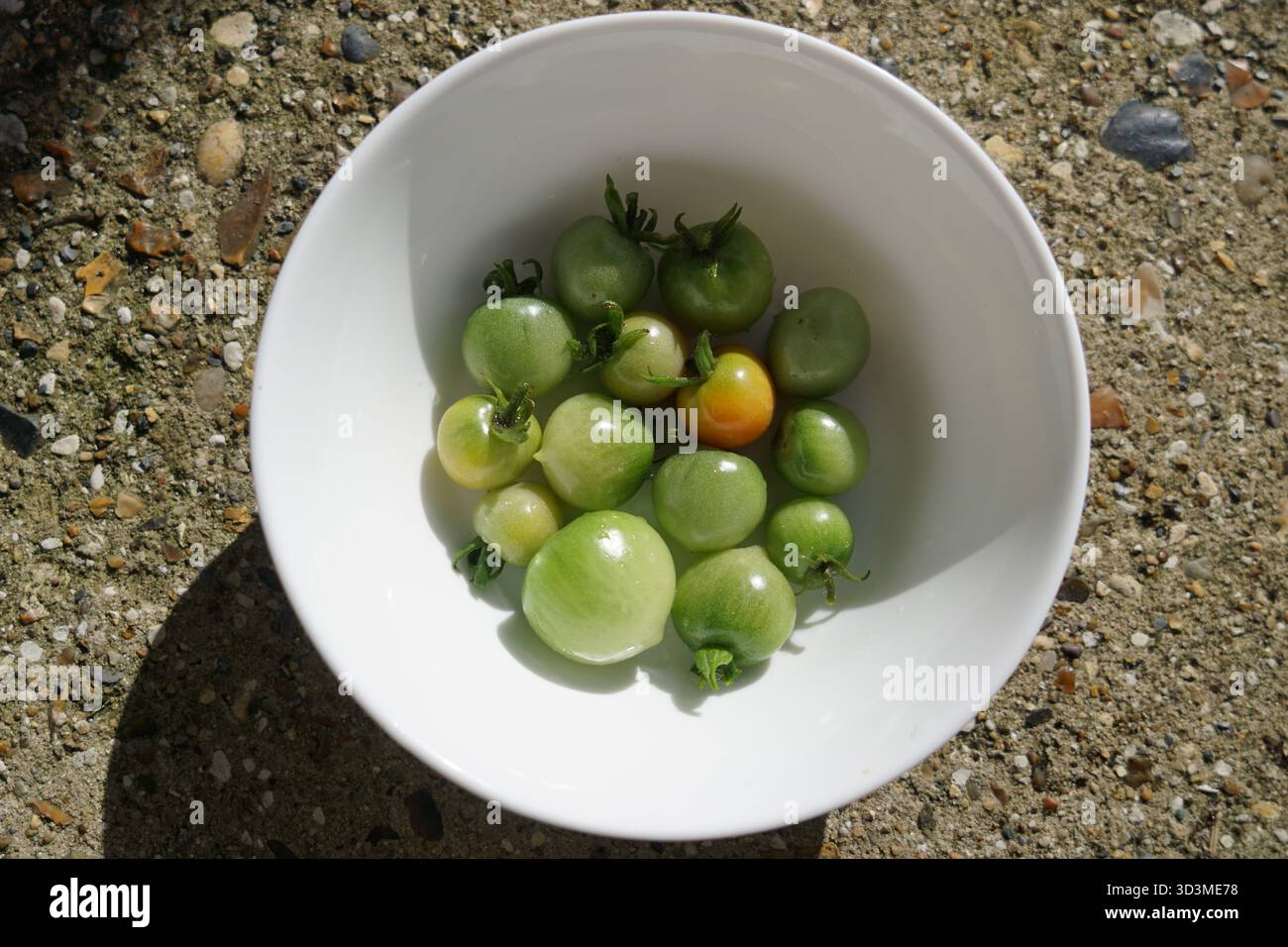 Pomodori ciliegini verdi alla luce del sole su un piatto bianco Foto Stock