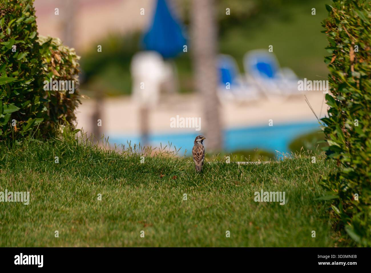 House Sparrow si trova all'ingresso del giardino, con una piscina sullo sfondo, North Coast, Egitto Foto Stock