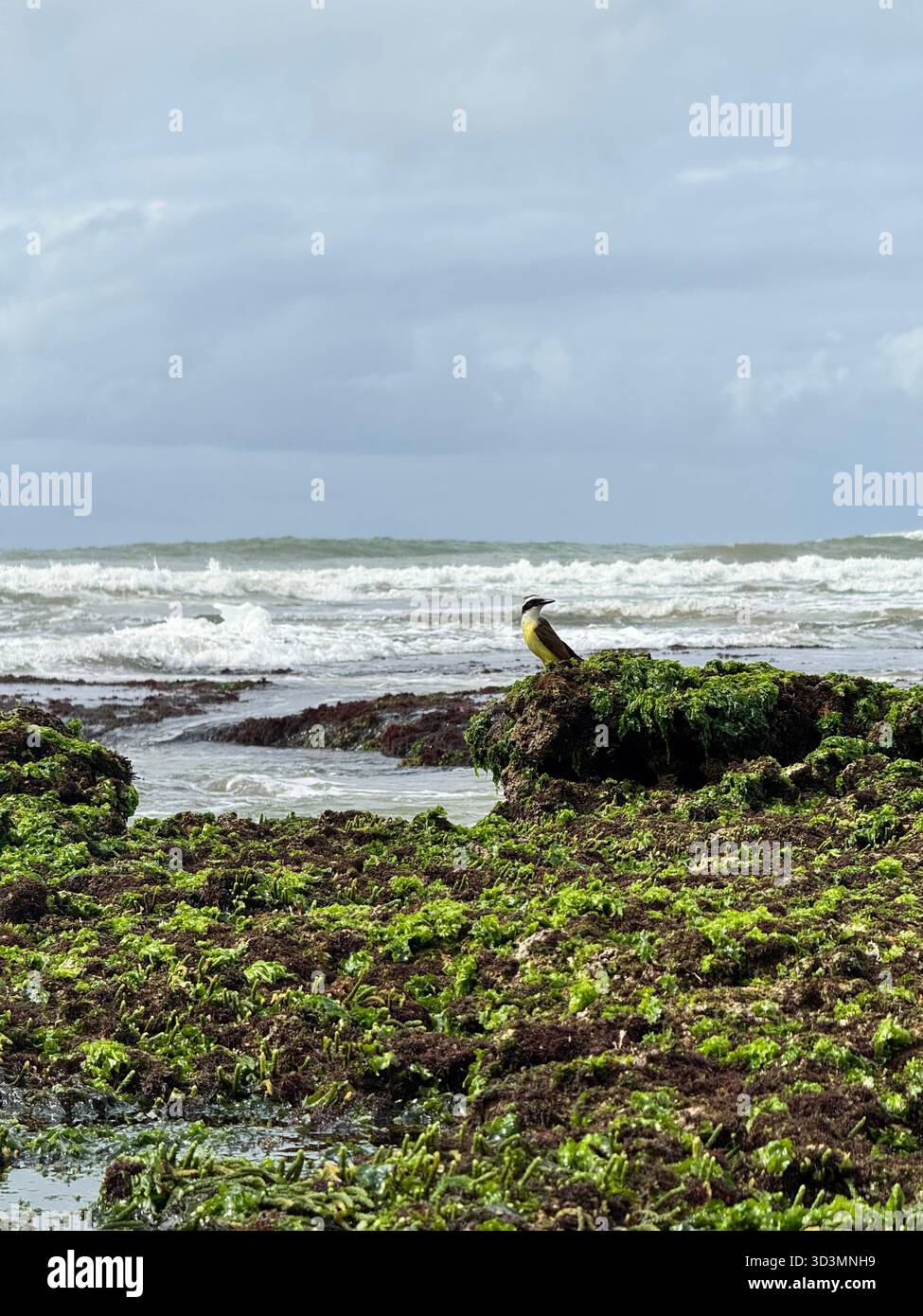 Il grande Kiskadee rivendica la sua barriera corallina a Praia do Flamengo, Salvador. La vivace fauna selvatica di Bahia incontra le onde selvagge dell'Atlantico. - Immagine stock catturata con smartphone