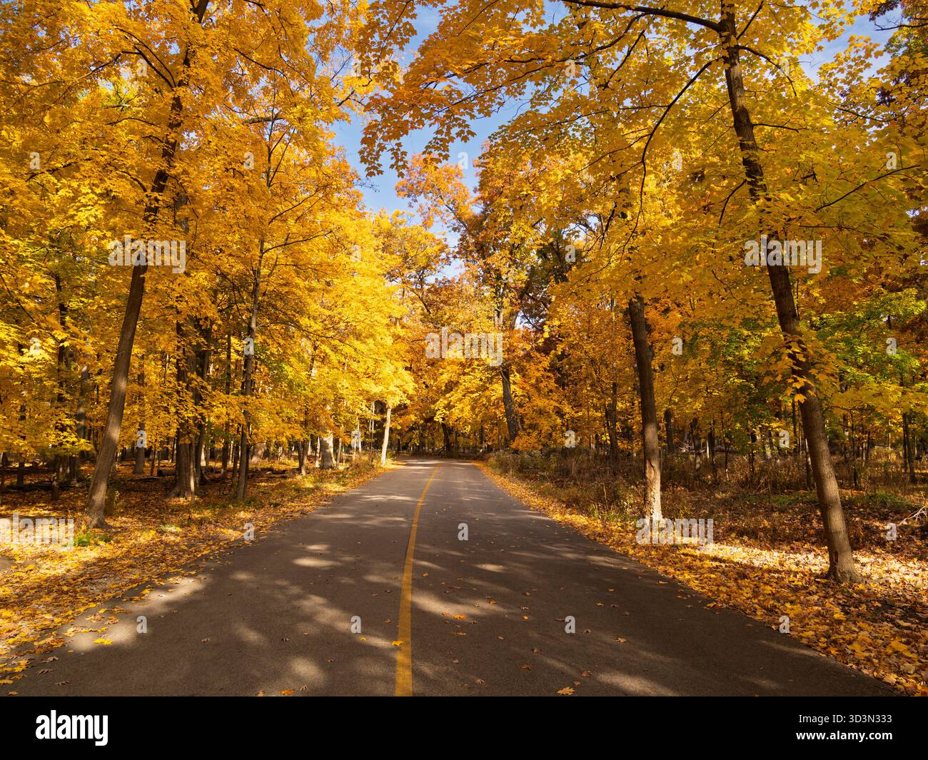 Strada che attraversa la foresta decidua in autunno. Thatcher Woods, contea di Cook, Illinois. Foto Stock