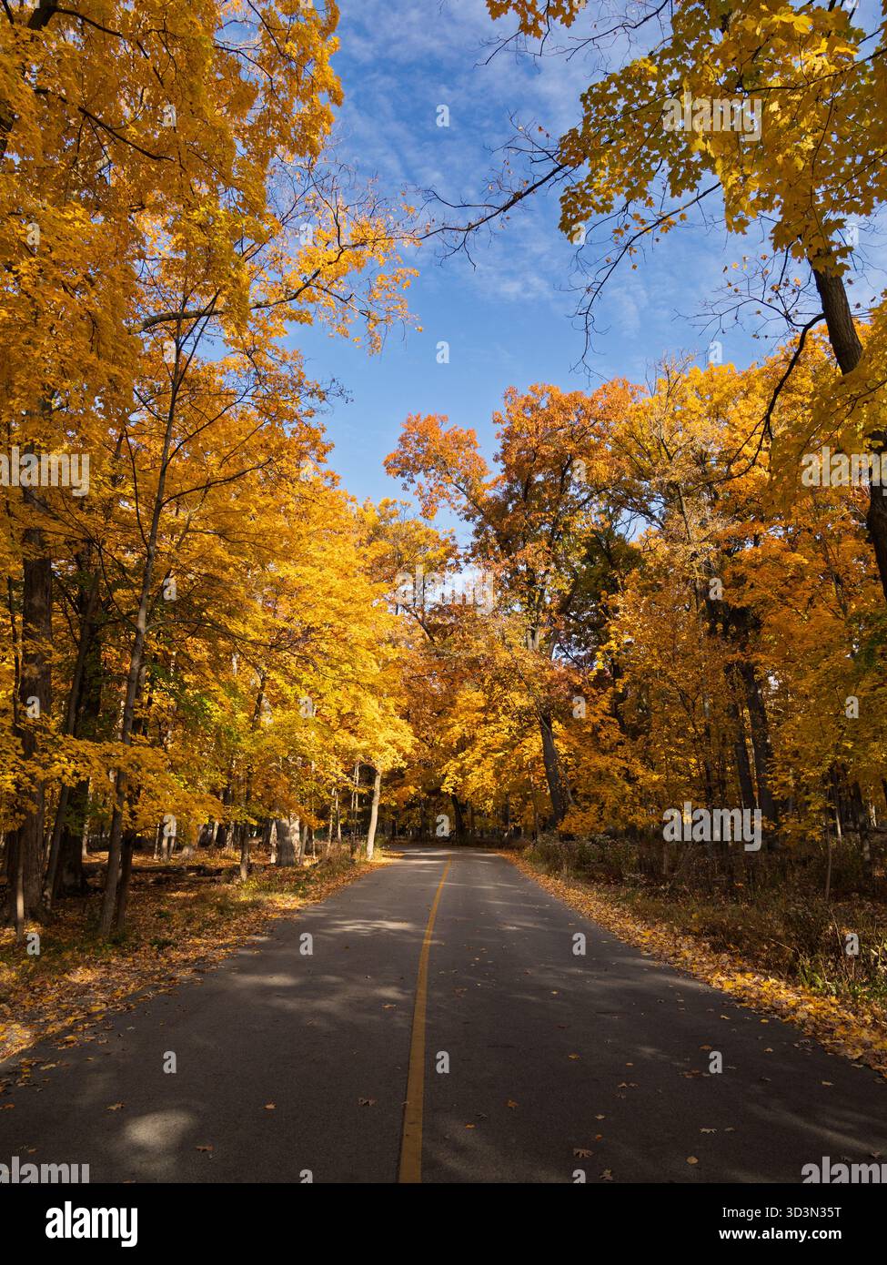 Strada che attraversa la foresta decidua in autunno. Thatcher Woods, contea di Cook, Illinois. Foto Stock