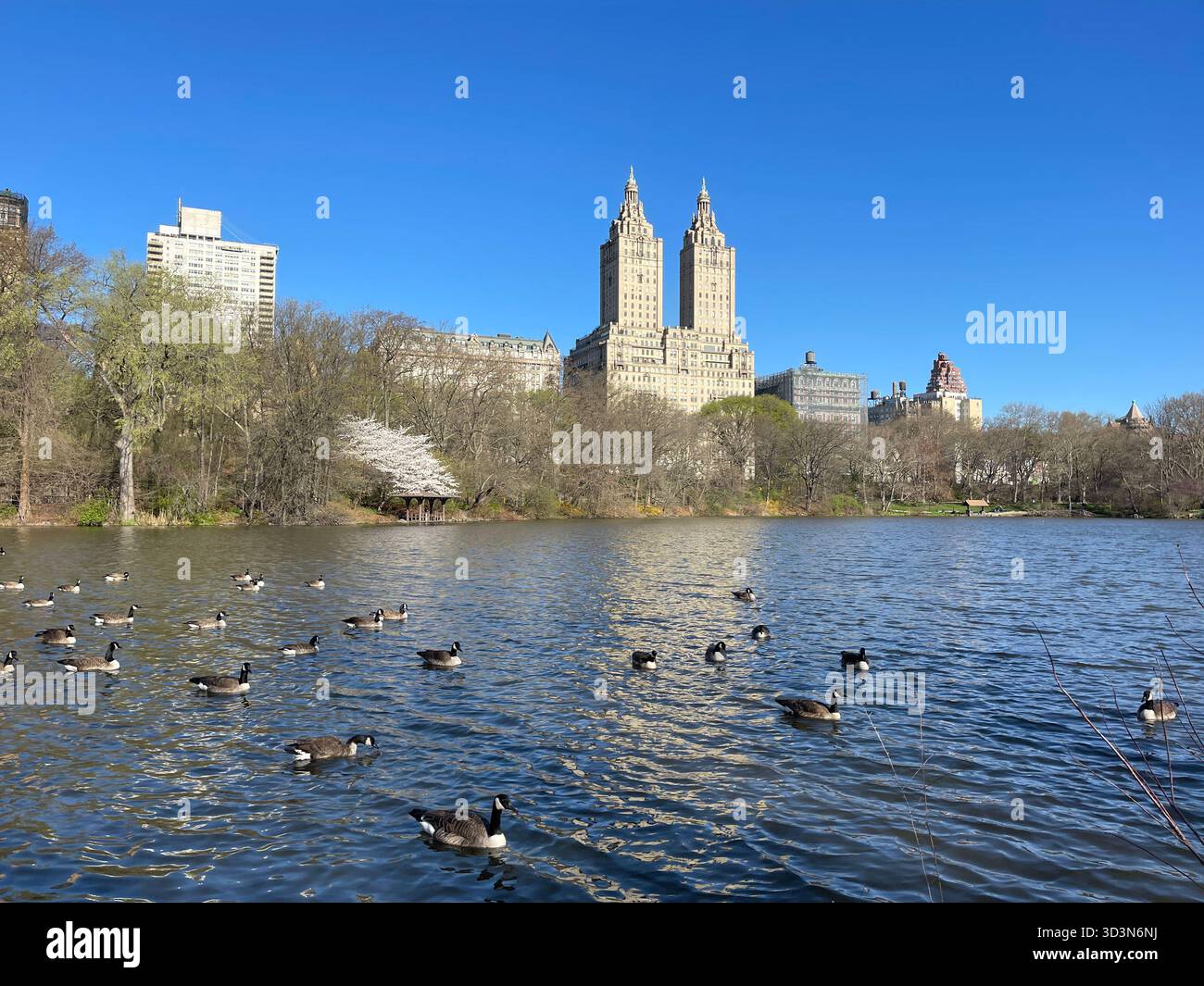 Riflessi tranquilli e anatre giocherellone nel cuore di Central Park. - Immagine stock catturata con smartphone