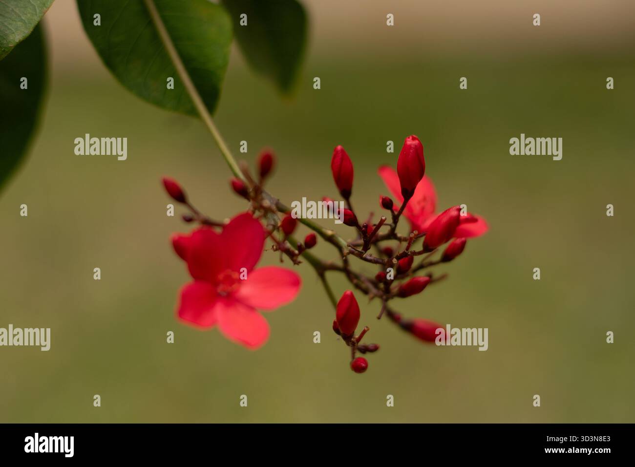Sorprendenti fiori rossi di Jatropha si stagliano su uno sfondo liscio e silenzioso, che mostra la bellezza della flora ornamentale tropicale. Foto Stock