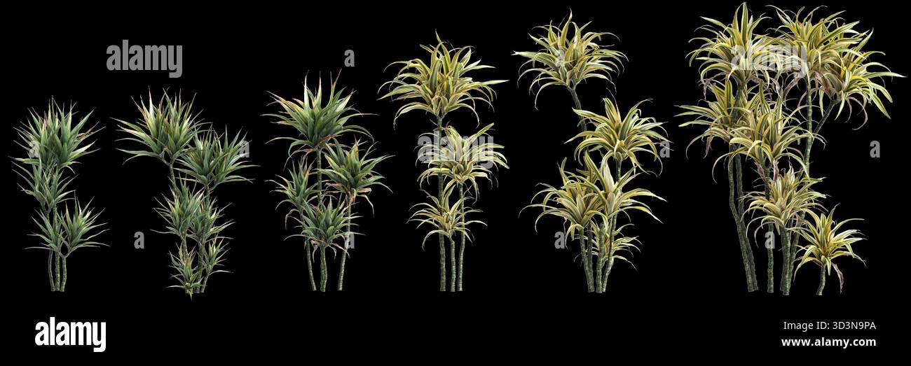 Più Dracaena Fragrans piante illustrazione 3d su sfondo nero premium Foto Stock