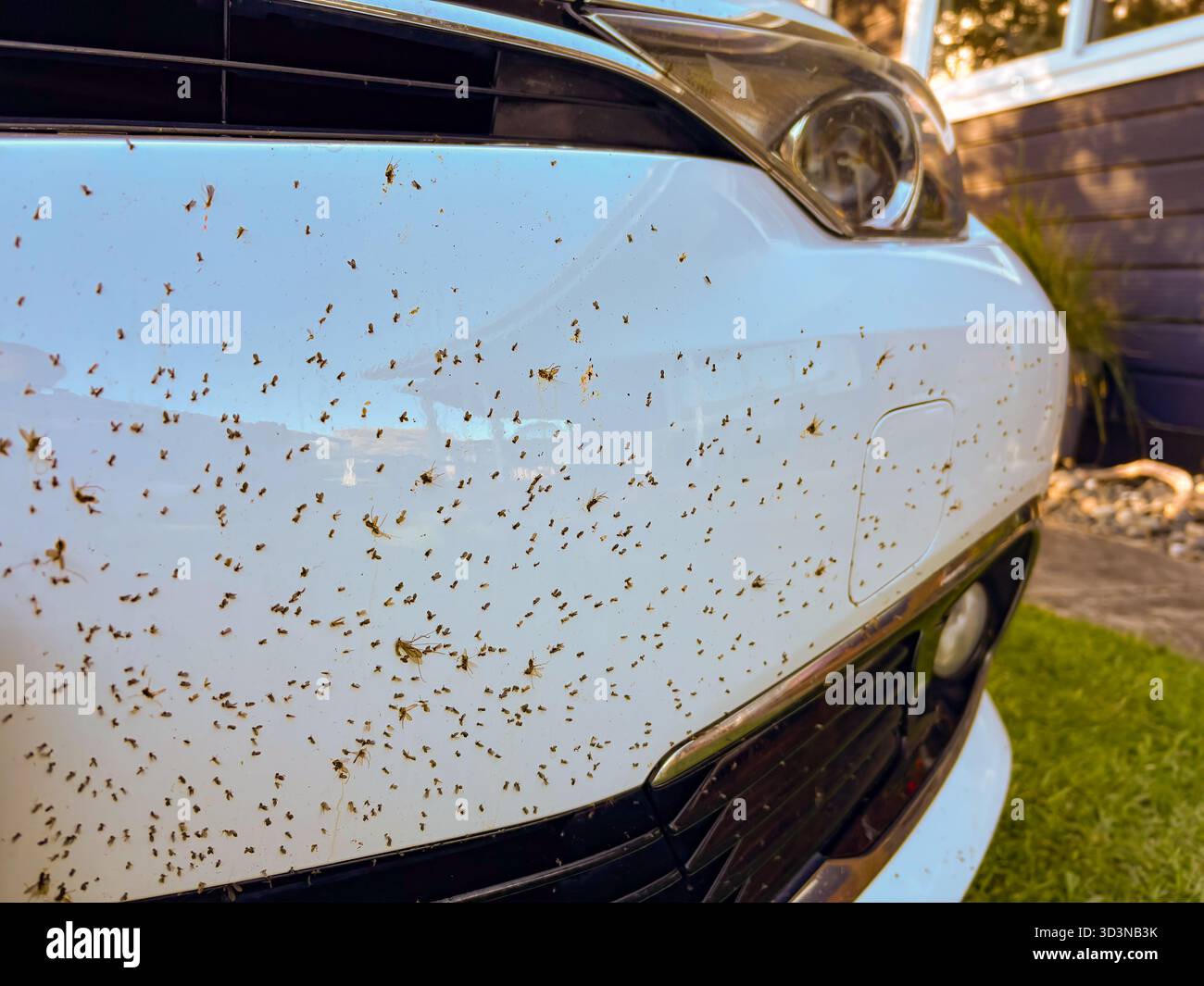 Paraurti di un veicolo bianco ricoperto da numerosi insetti morti, una visione comune dopo aver guidato su una strada di campagna durante i mesi più caldi. Foto Stock