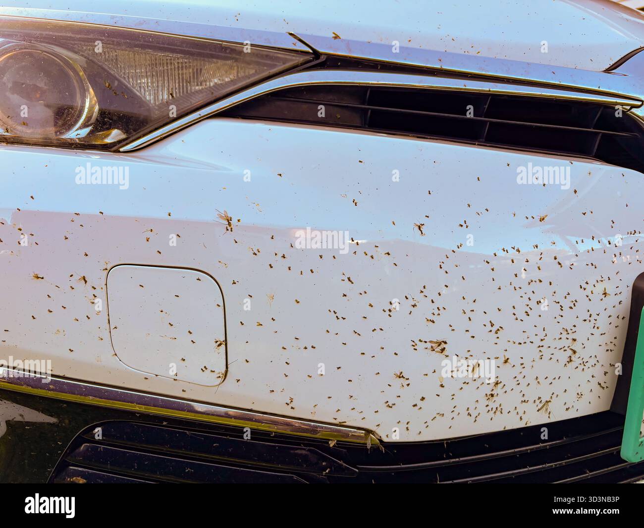 Paraurti anteriore dell'auto di colore bianco ricoperto di insetti morti e insetti schizzati. Questa vista comune si verifica dopo aver guidato attraverso strade rurali o di campagna, e Foto Stock