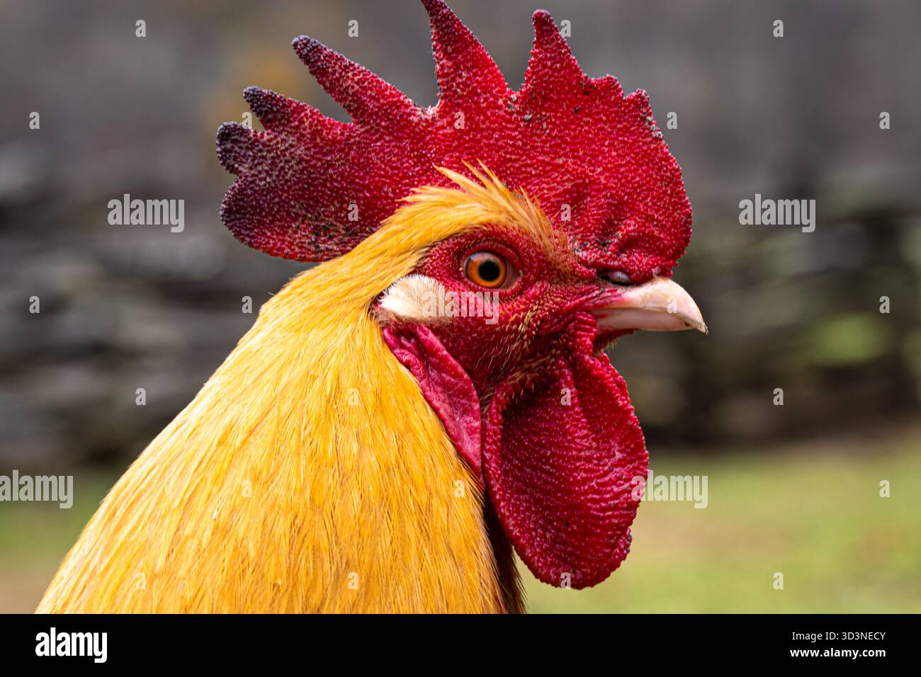 Colorato gallo presso l'Oconaluftee Mountain Farm Museum nel Great Smoky Mountains Park a Cherokee, North Carolina. (USA) Foto Stock
