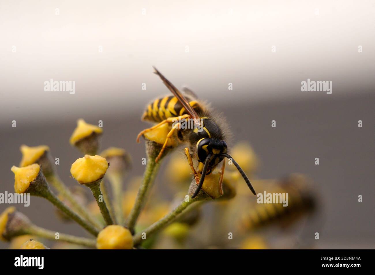 Primo piano macro di una vespa gialle che si nutre di fiori di vite d'edera comuni (umbrels) in autunno, British Columbia, Canada Foto Stock