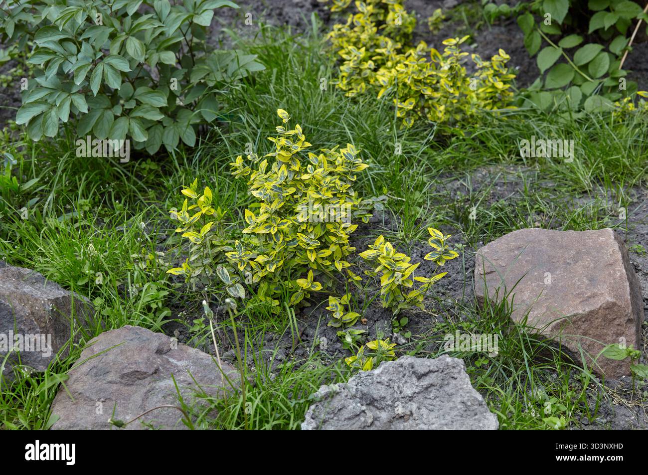 Foglie colorate di Euonymus fortunei nel cortile, utilizzate come pianta ornamentale nel giardinaggio. Cognome Celastraceae, nome scientifico Euonymus for Foto Stock