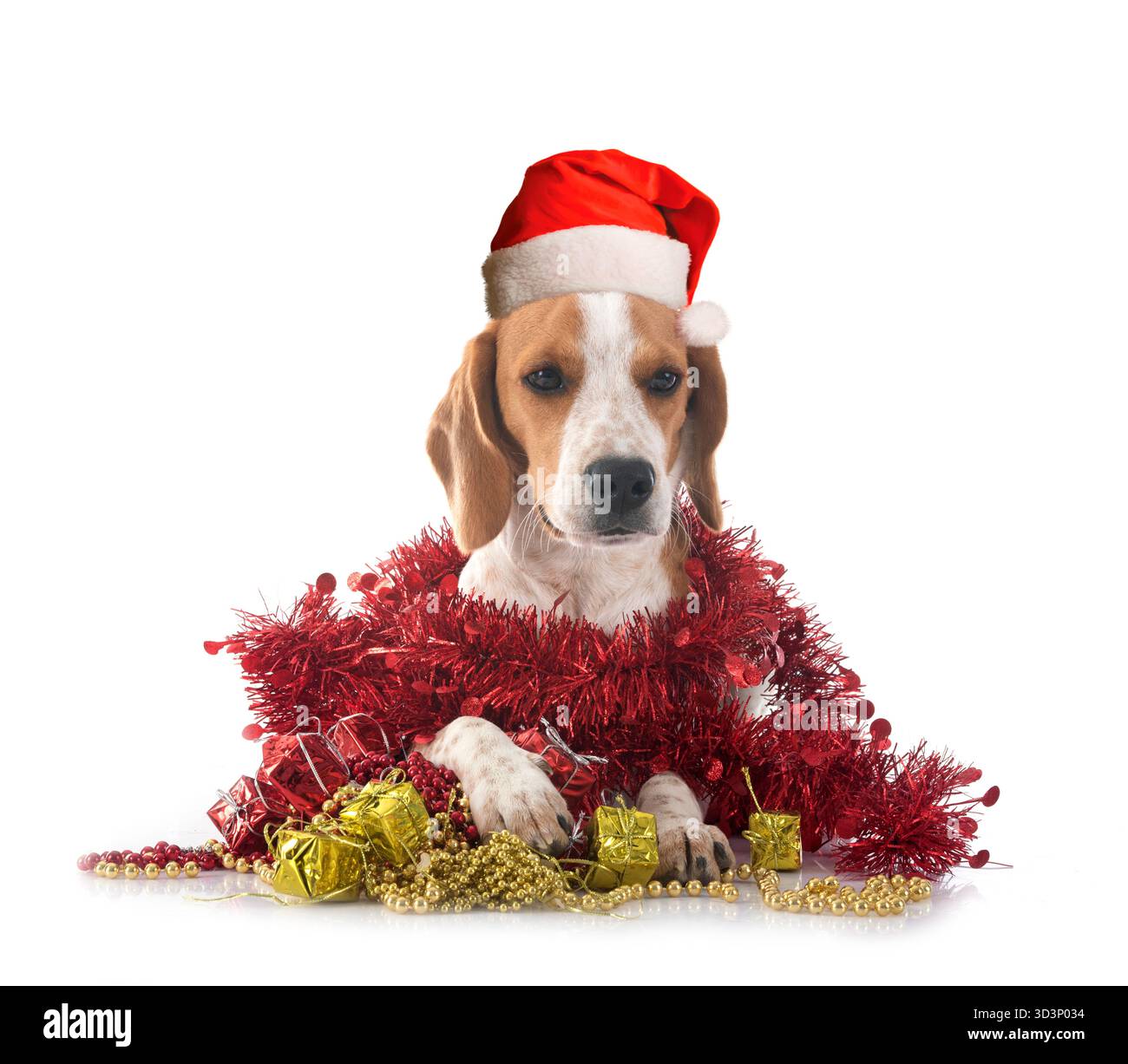 Giovani beagle davanti a uno sfondo bianco Foto Stock