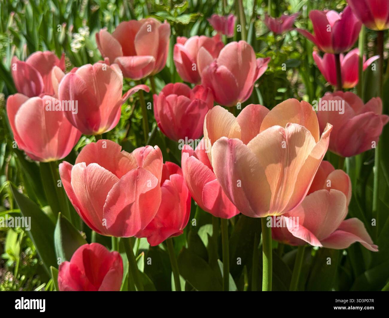 Tulipani rosa nell'erba Foto Stock