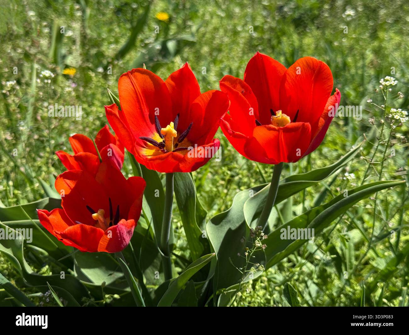 Tulipani rossi nell'erba Foto Stock