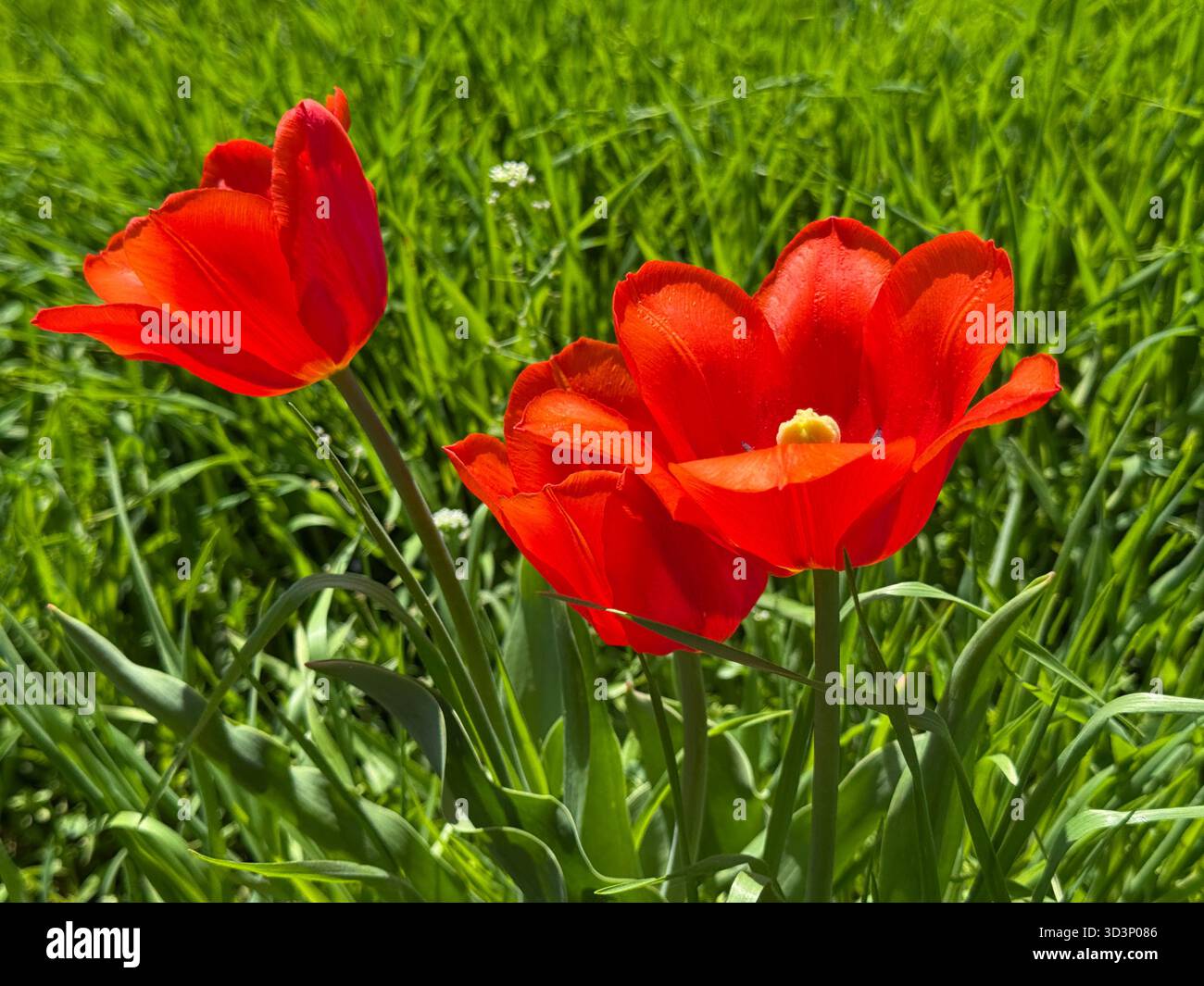Tulipani rossi nell'erba Foto Stock