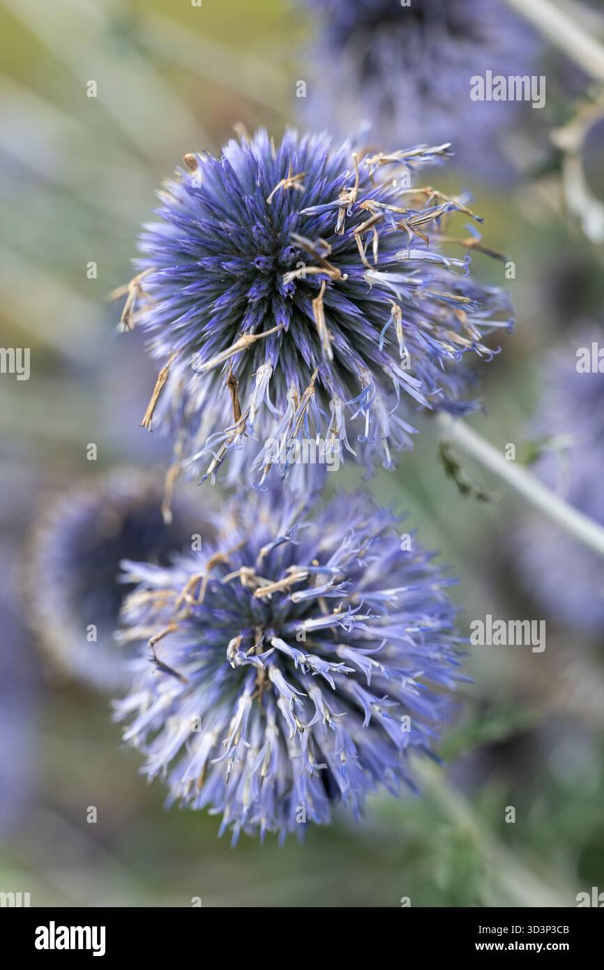 Echinops ritro Flowers macro - il cardo del globo meridionale, pianta fiorita della famiglia delle Asteraceae, originaria dell'Europa meridionale e orientale. Foto Stock