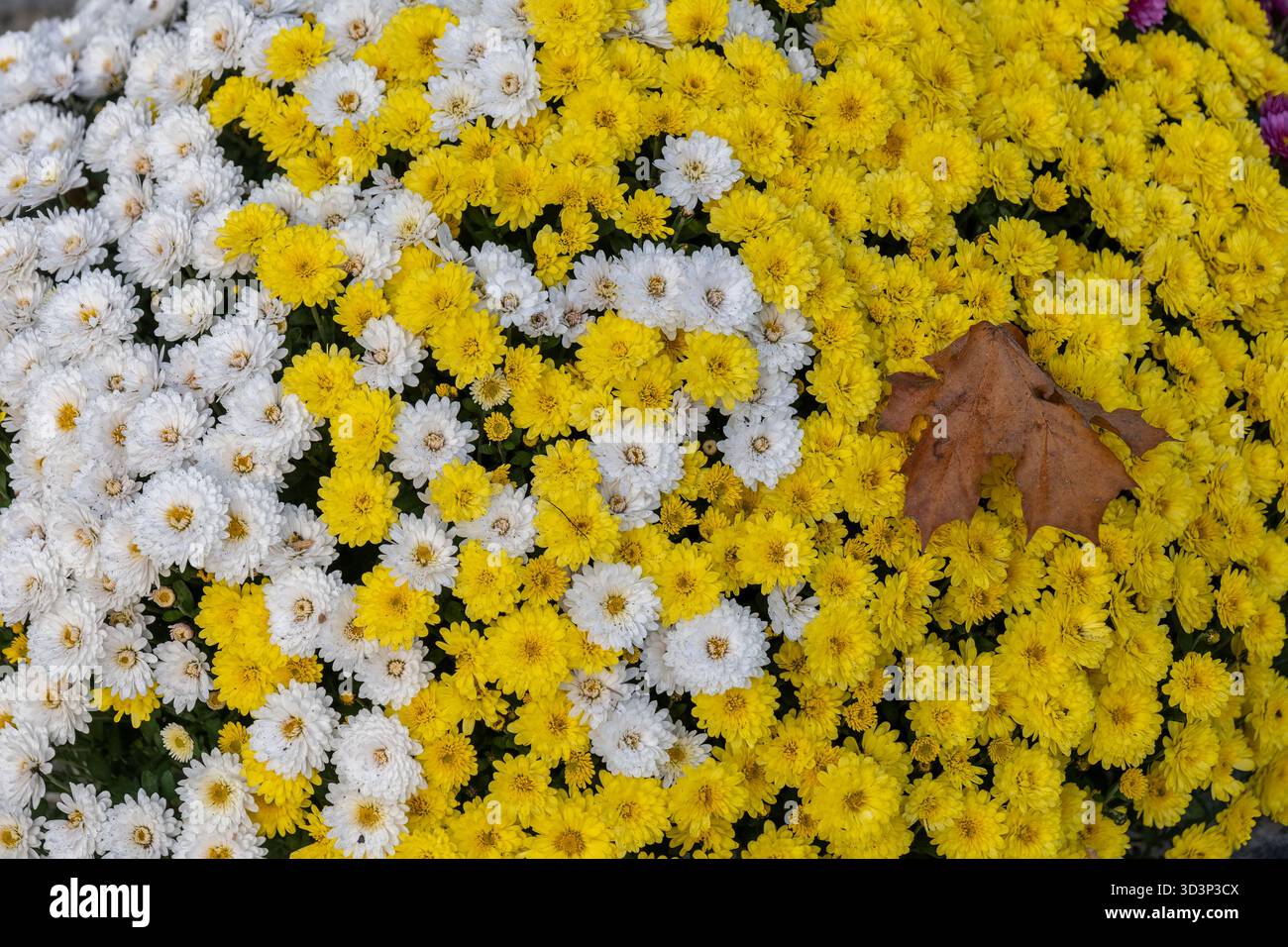 Sfondo di fiori bianchi e gialli con foglie autunnali. Foto Stock