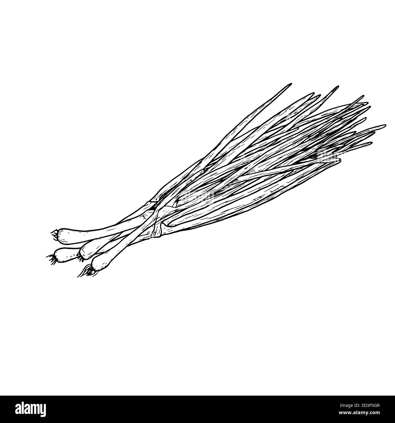 Giovani cipolle verdi in mazzo. Illustrazione vettoriale. Schizzo di una composizione a cipolla. Verdure di fattoria per cucinare, isolate su sfondo bianco. Adatto Illustrazione Vettoriale