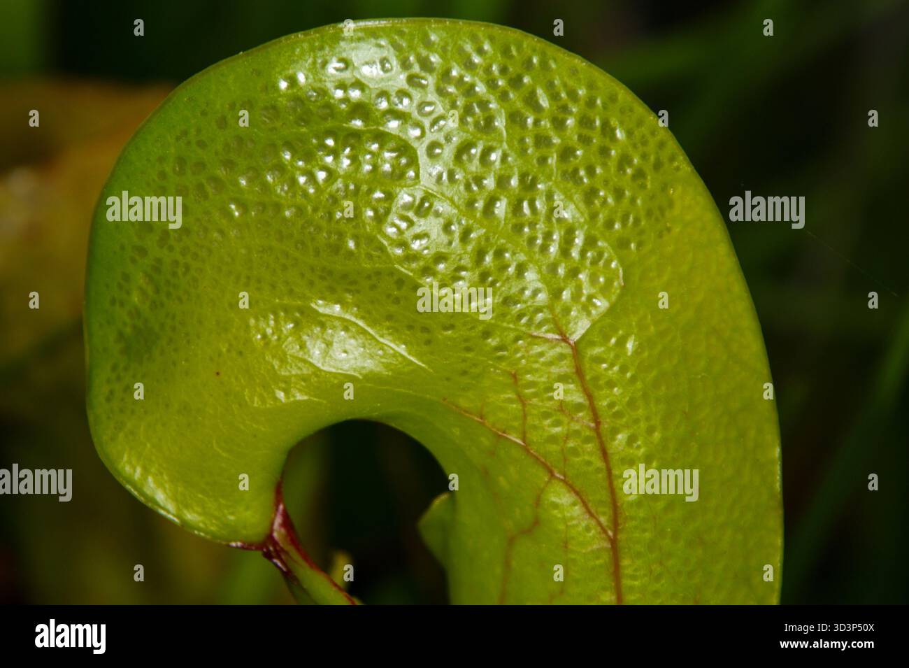 Cobra Lily californiana (Darlingtonia californica), capo di un lanciatore, in un habitat naturale nella California settentrionale Foto Stock