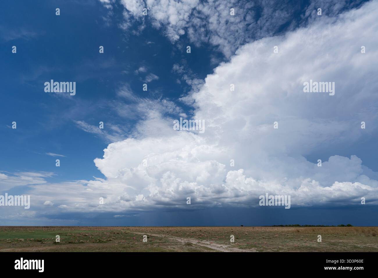 Splendido paesaggio, scenario del deserto africano della savana. Parco nazionale di Liuwa Plain, Zambia, Africa Foto Stock